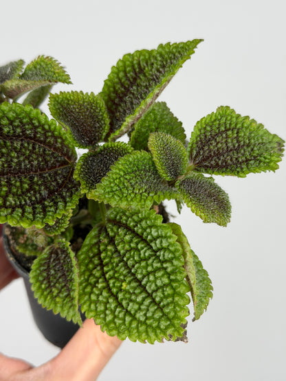 Pilea mollis 'Moon Valley' Pilea Tropical Corner