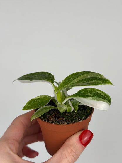 Philodendron "White Princess"