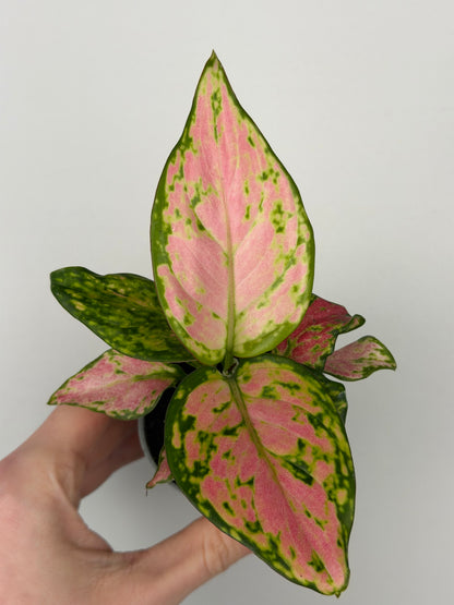 Aglaonema Red Valentine