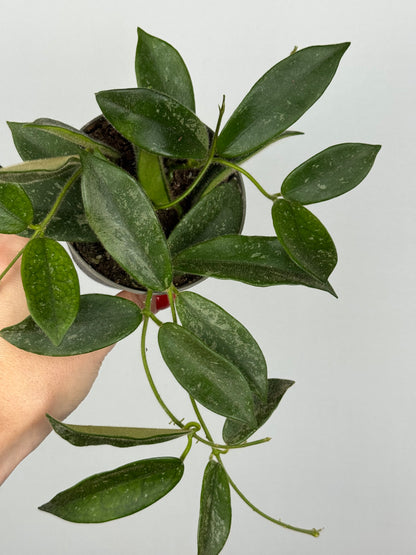 Hoya Thomsonii