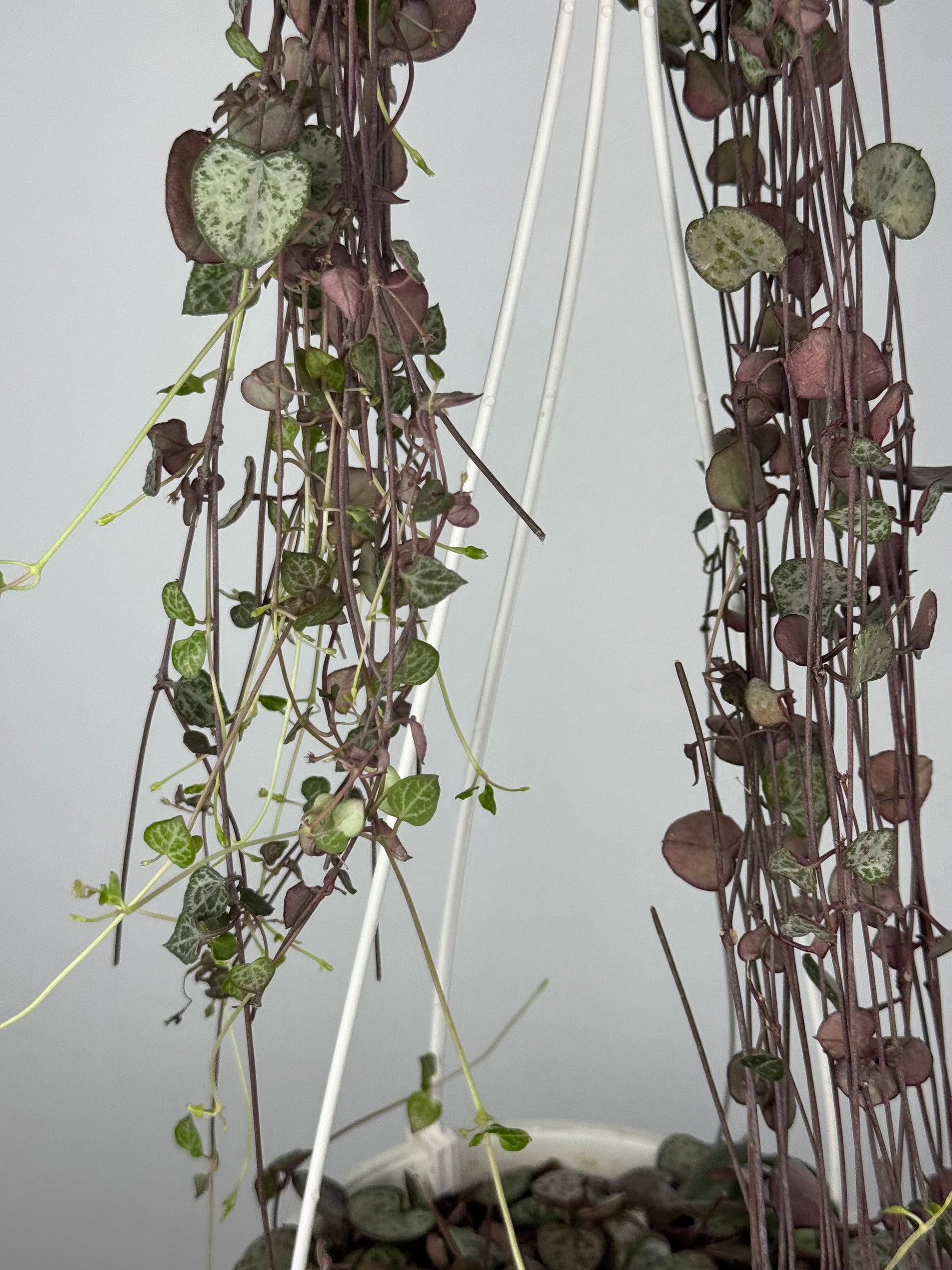 Ceropegia Woodii | Silvie