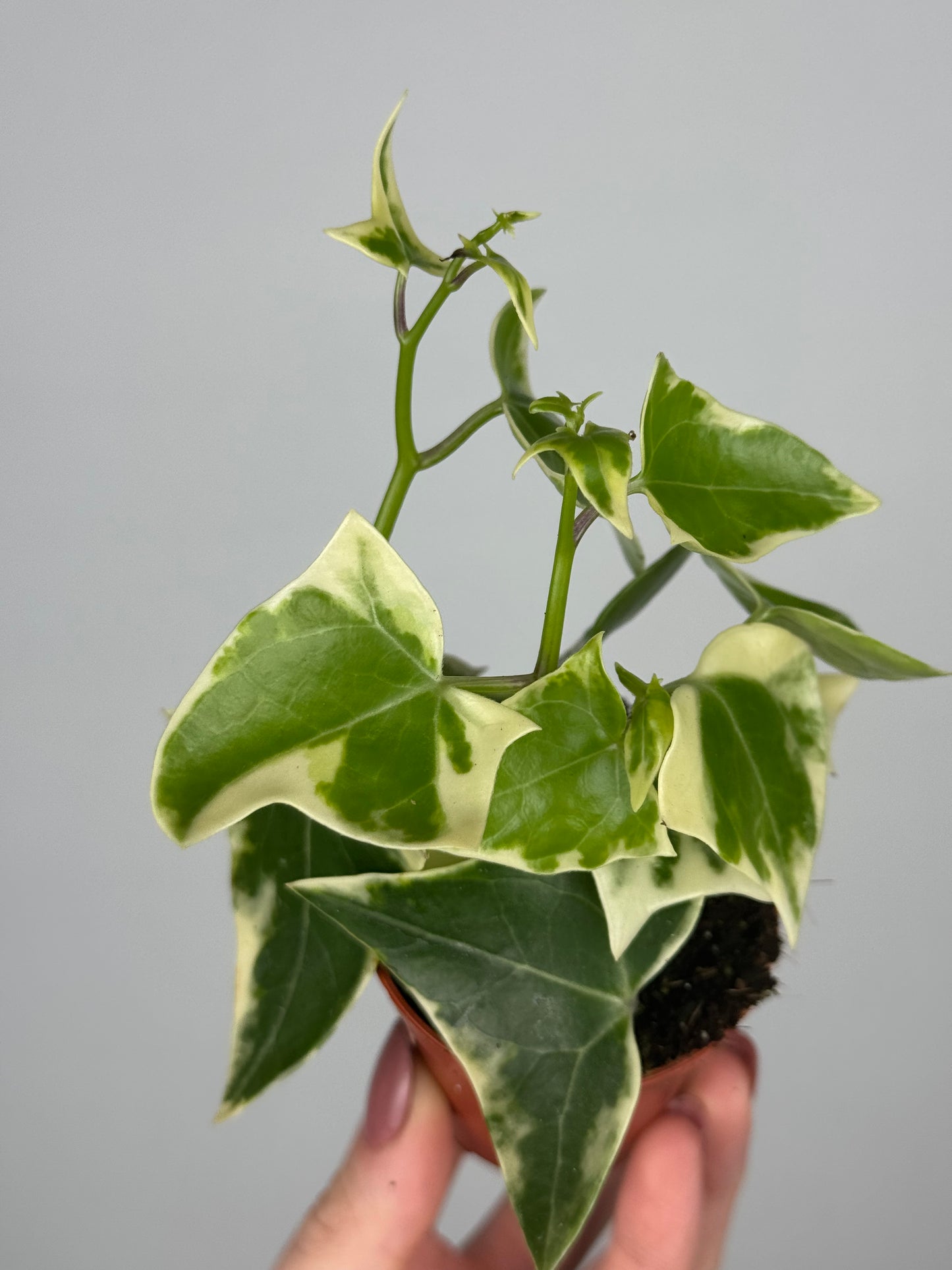 Senecio macroglossus 'Variegatus'