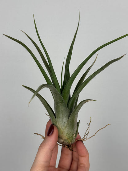 Tillandsia Fasciculata