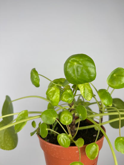 Pilea Peperomioides | Vera