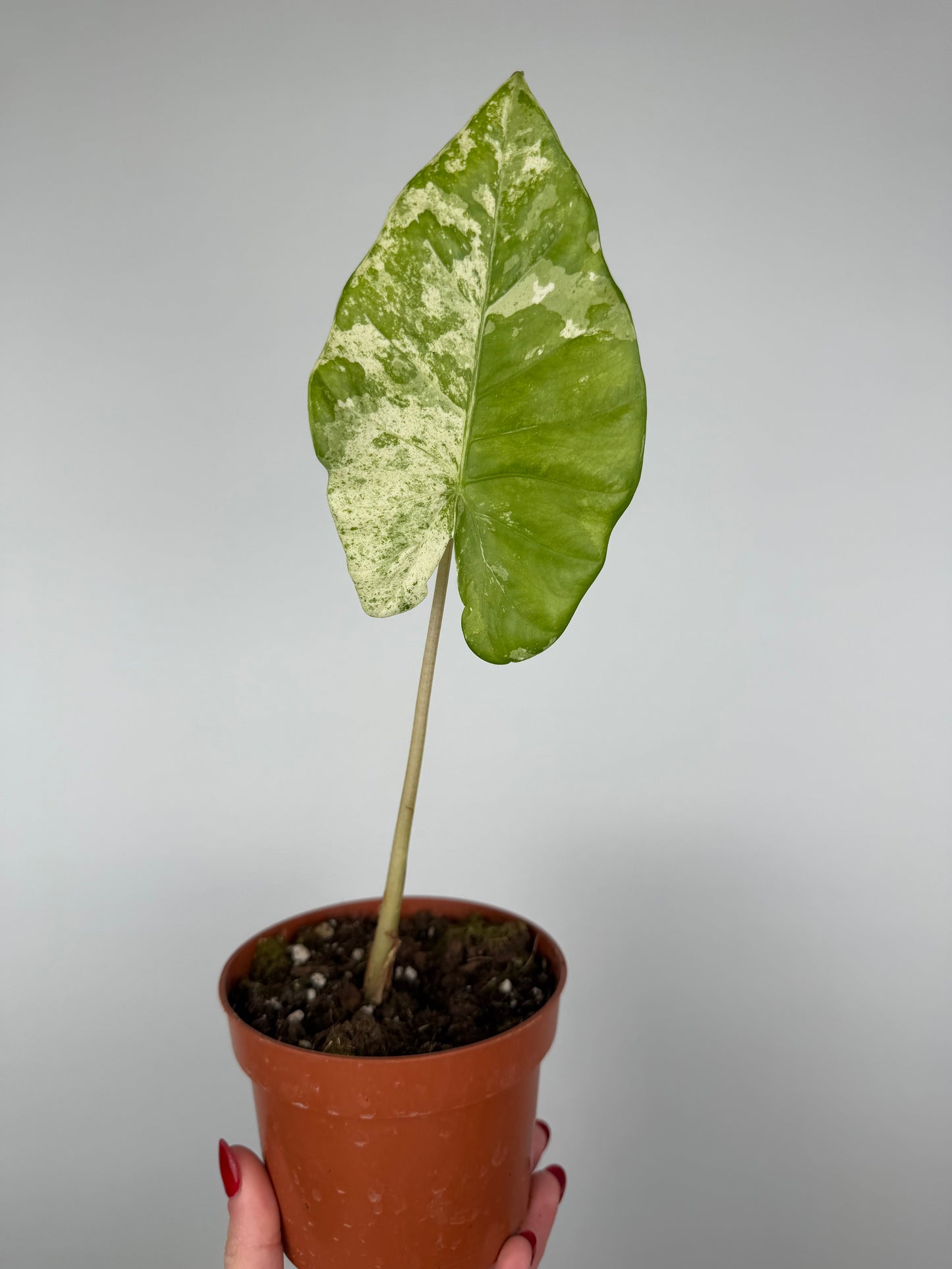 Alocasia Macrorrhiza Splash | Moka