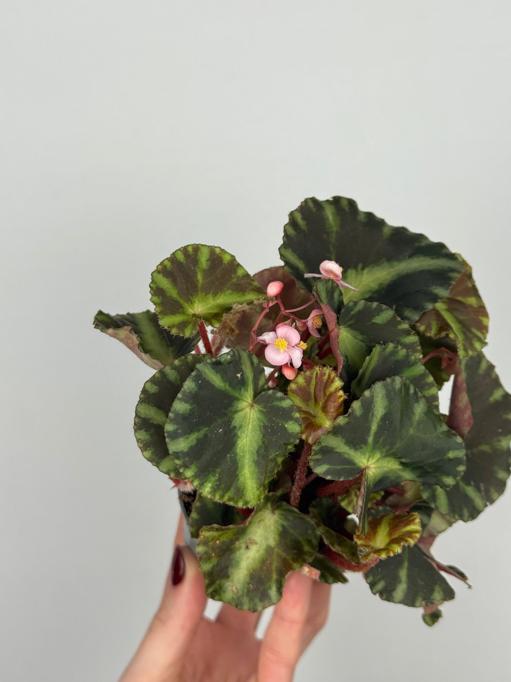 Begonia Cleopatrae