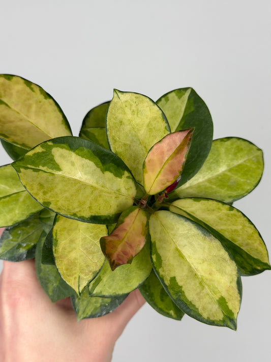 Hoya Australis 'Lisa' Hoya Tropical Corner “M” 9 cm