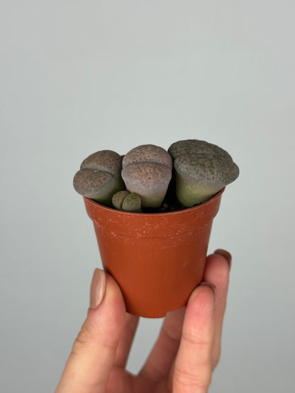 Lithops