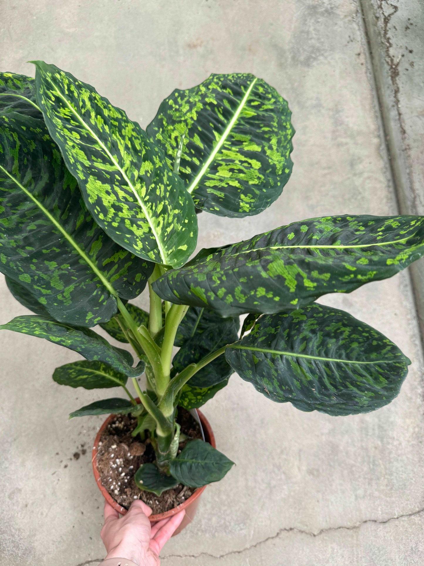 Dieffenbachia “Reflector”