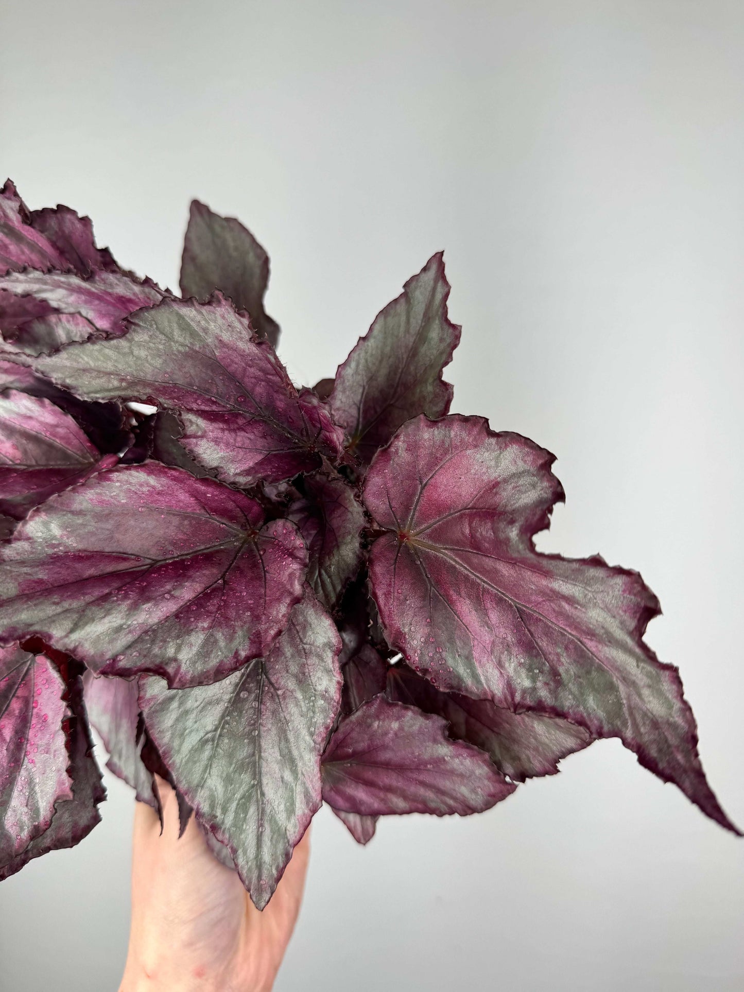Begonia “Maori Haze”