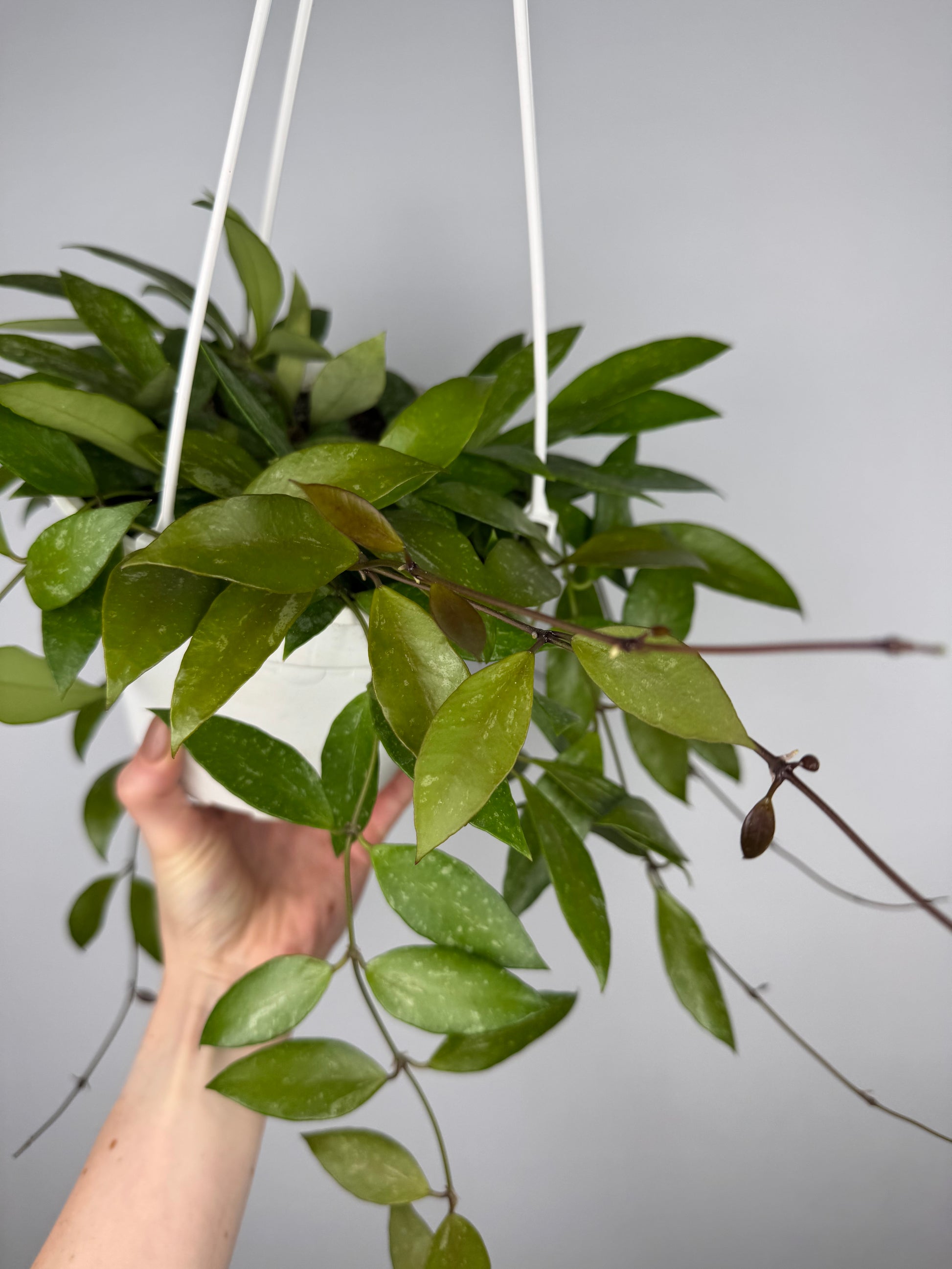 Hoya Gracilis Hoya Tropical Corner “L” 16 cm