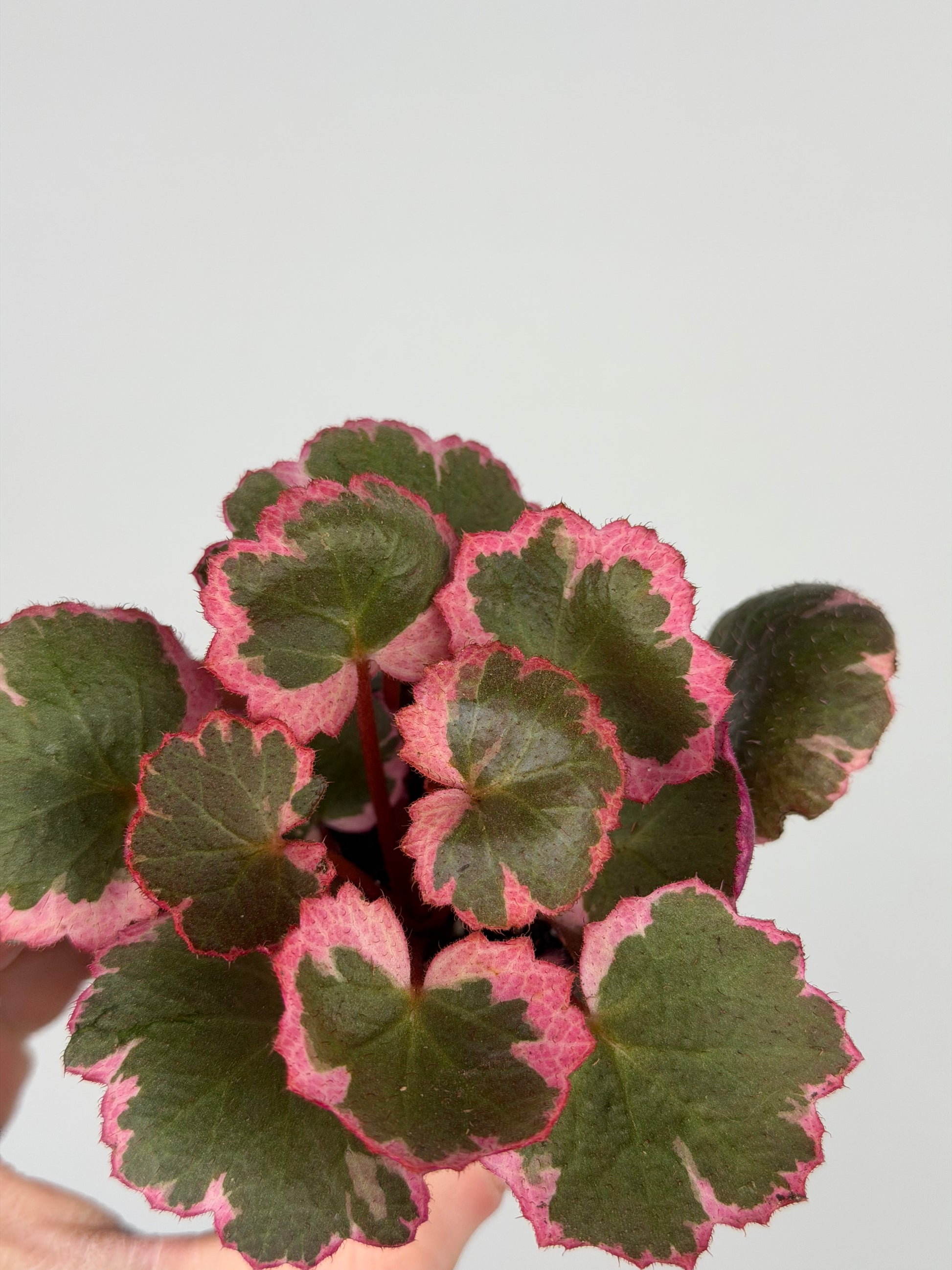 Saxifraga Stolonifera “Tricolor” Saxifraga Tropical Corner