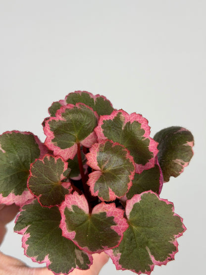 Saxifraga Stolonifera “Tricolor” Saxifraga Tropical Corner