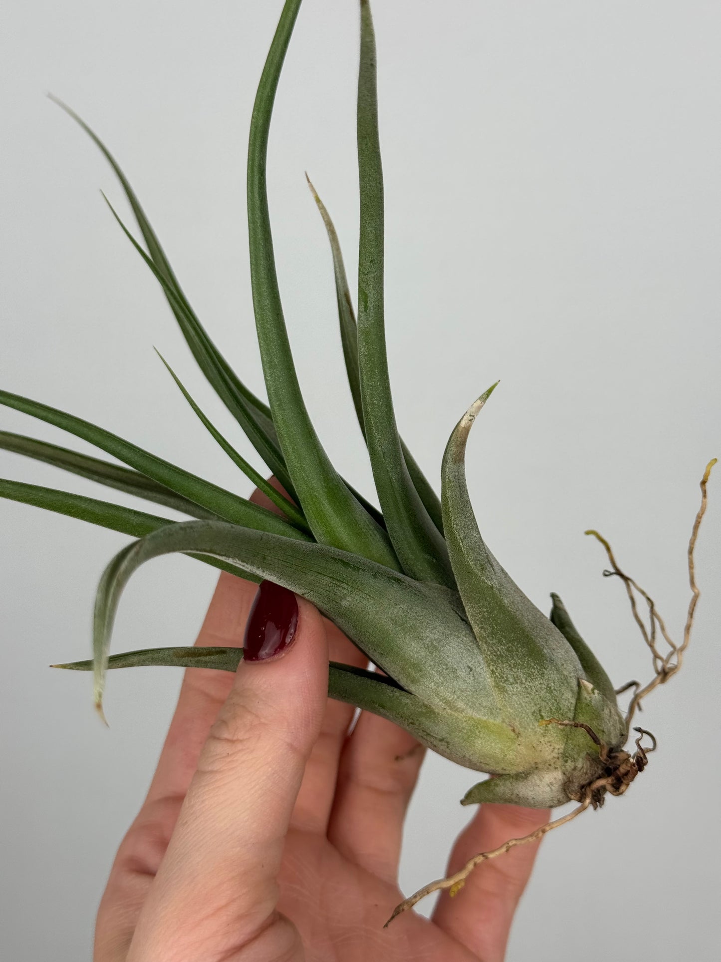 Tillandsia Fasciculata