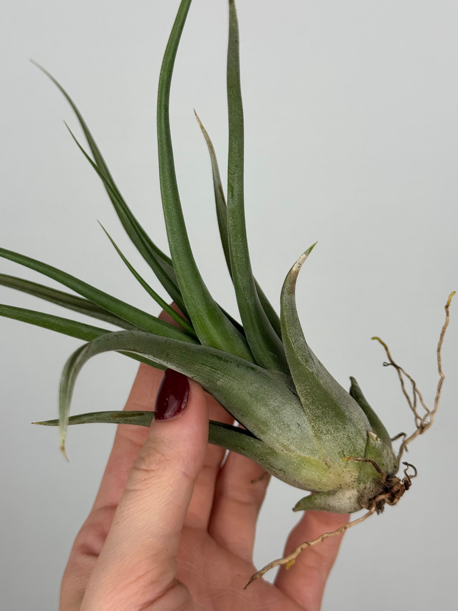 Tillandsia Fasciculata