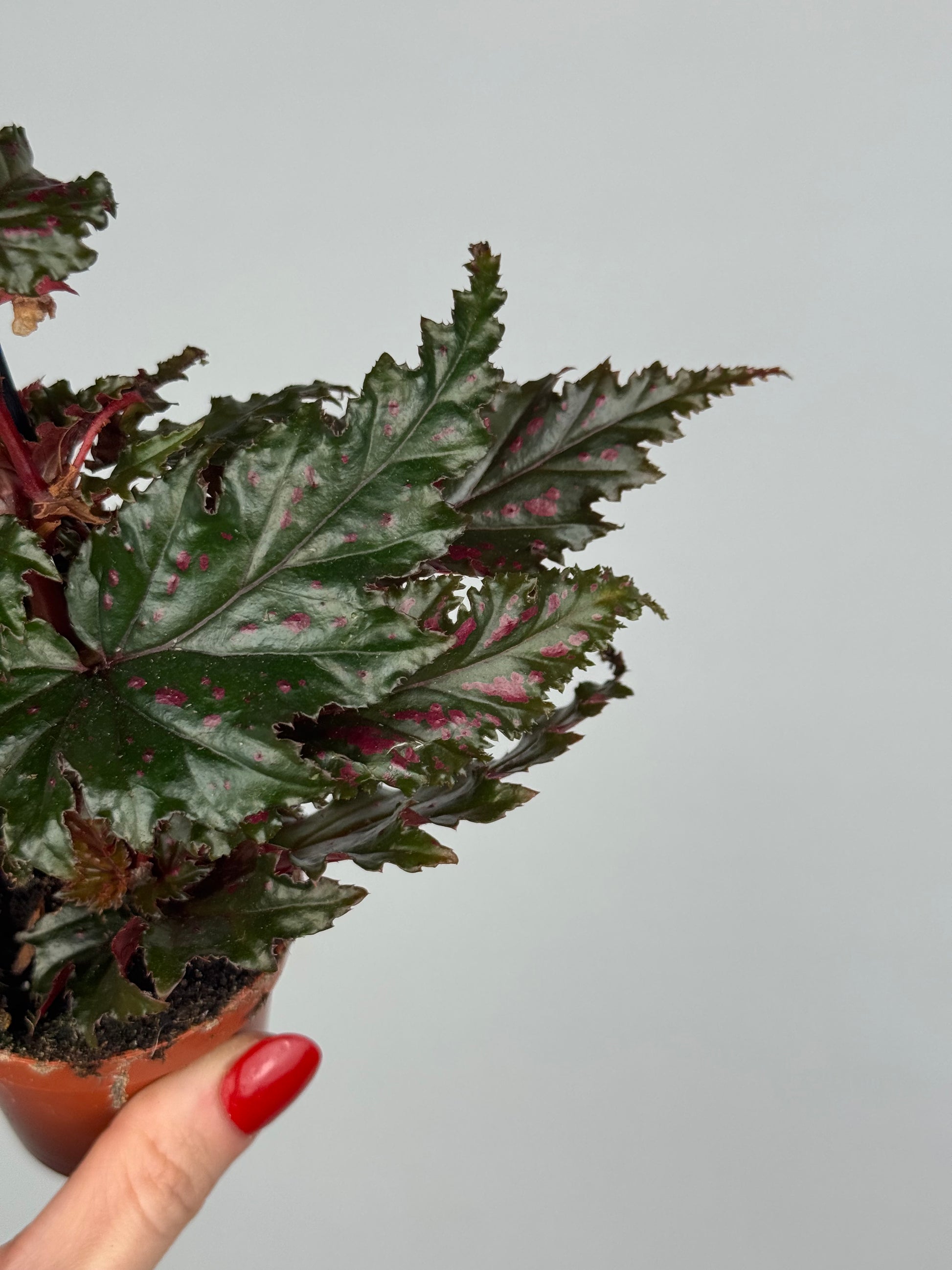 Begonia Serratipetala