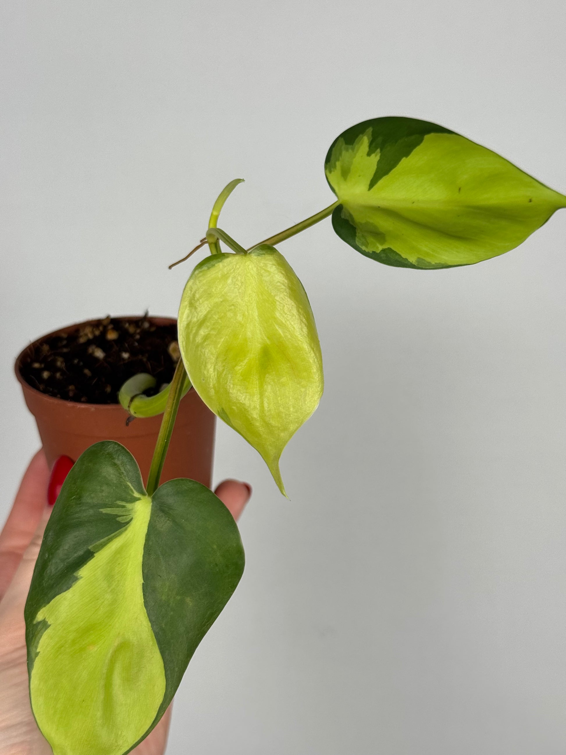 Philodendron Scandens Brasil | Silvano