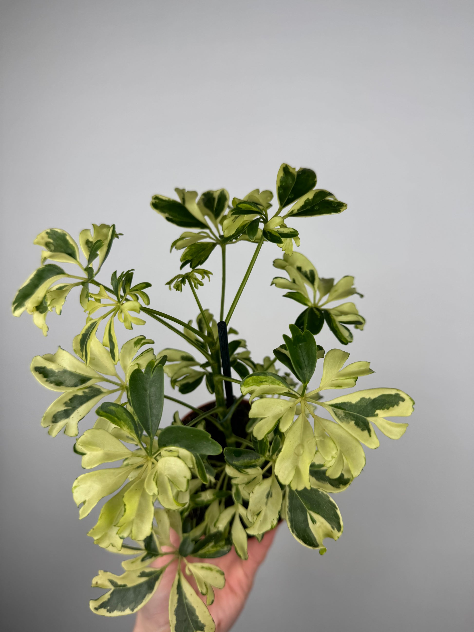 Schefflera arboricola “Janine”
