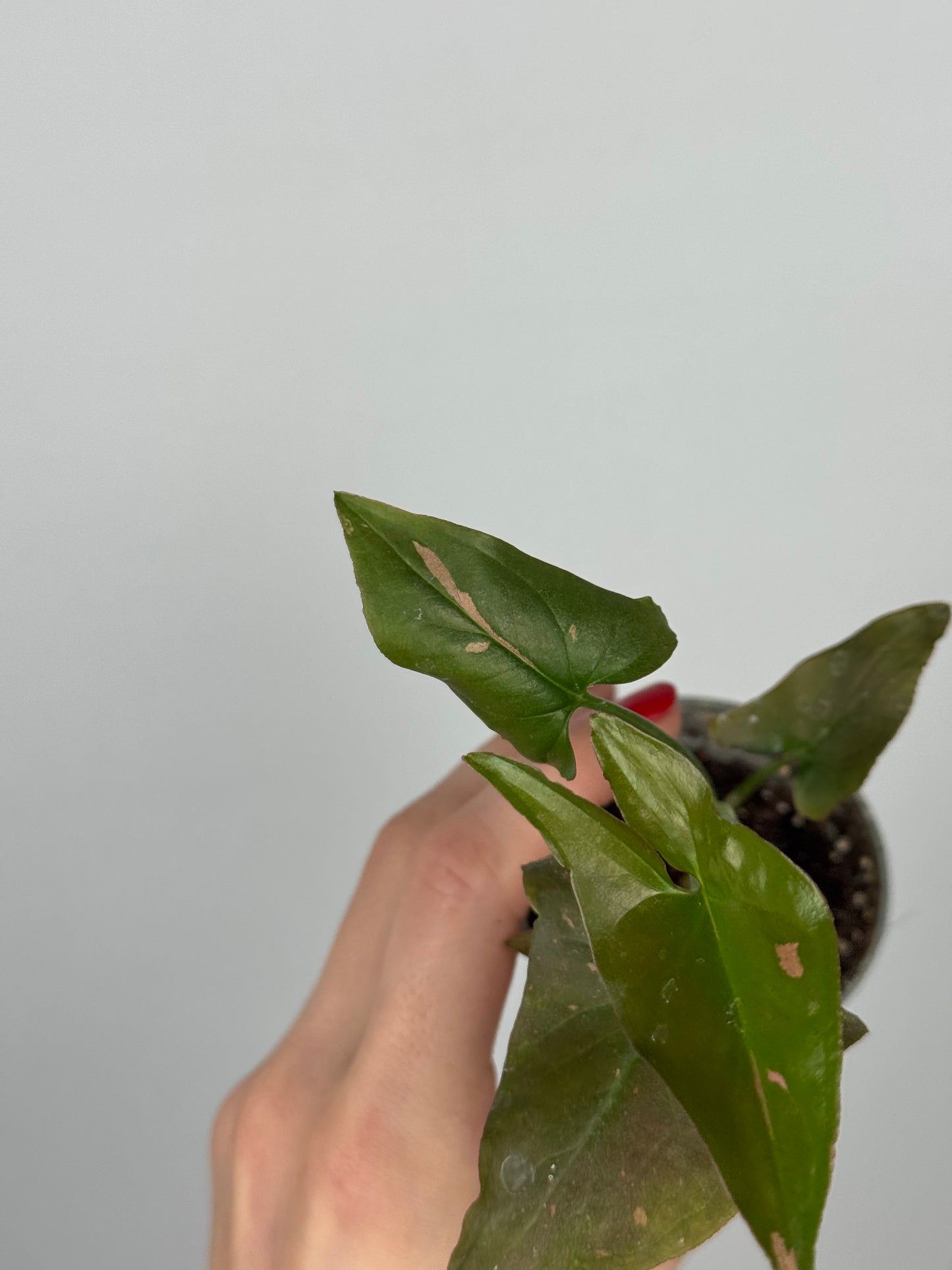 Syngonium Pink Splash | Tito