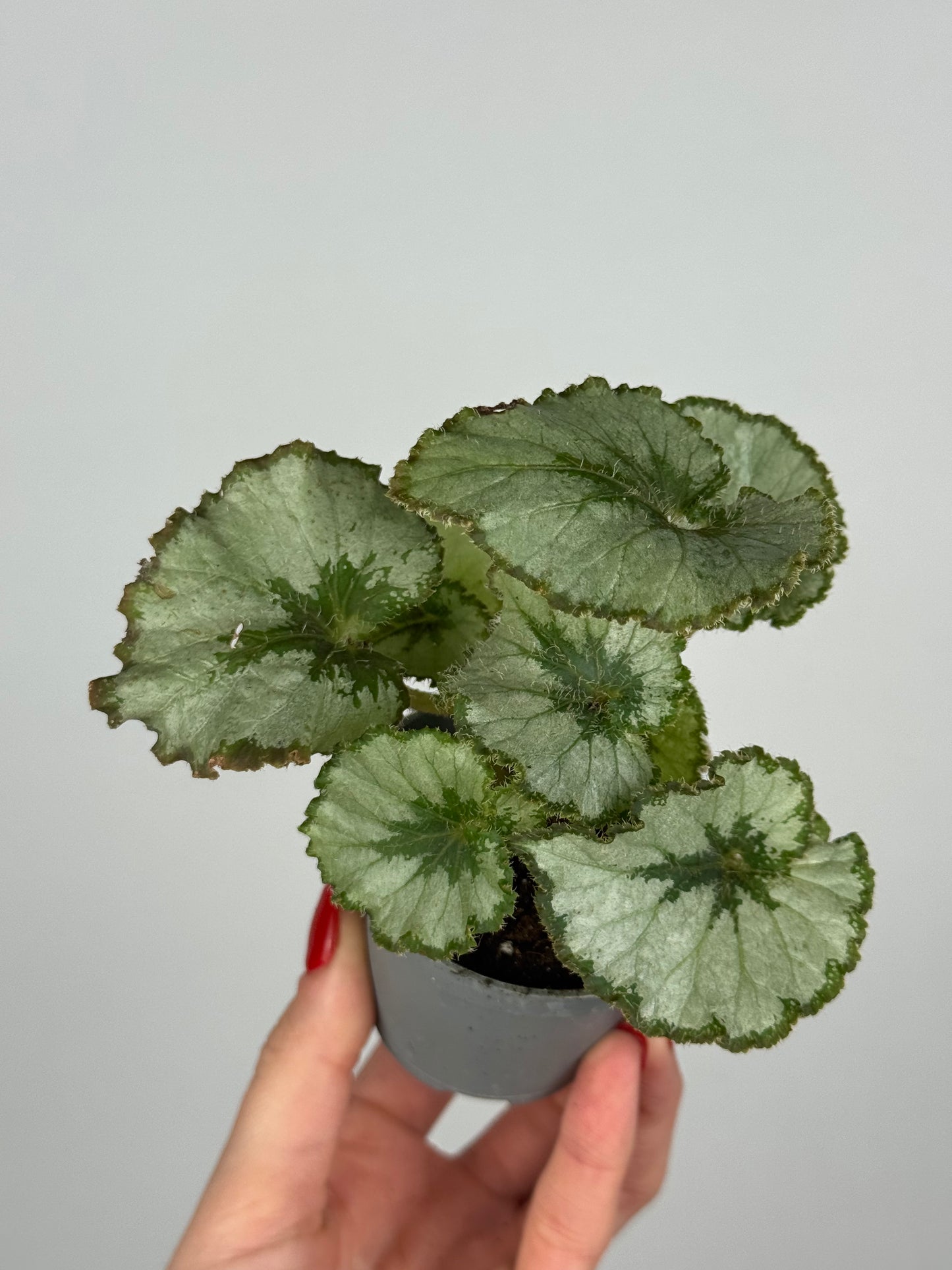Begonia “Escargot”