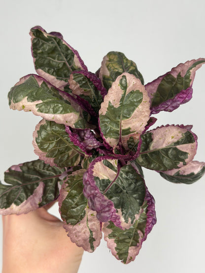 Hemigraphis alternata 'Snow White' Hemigraphis Tropical Corner