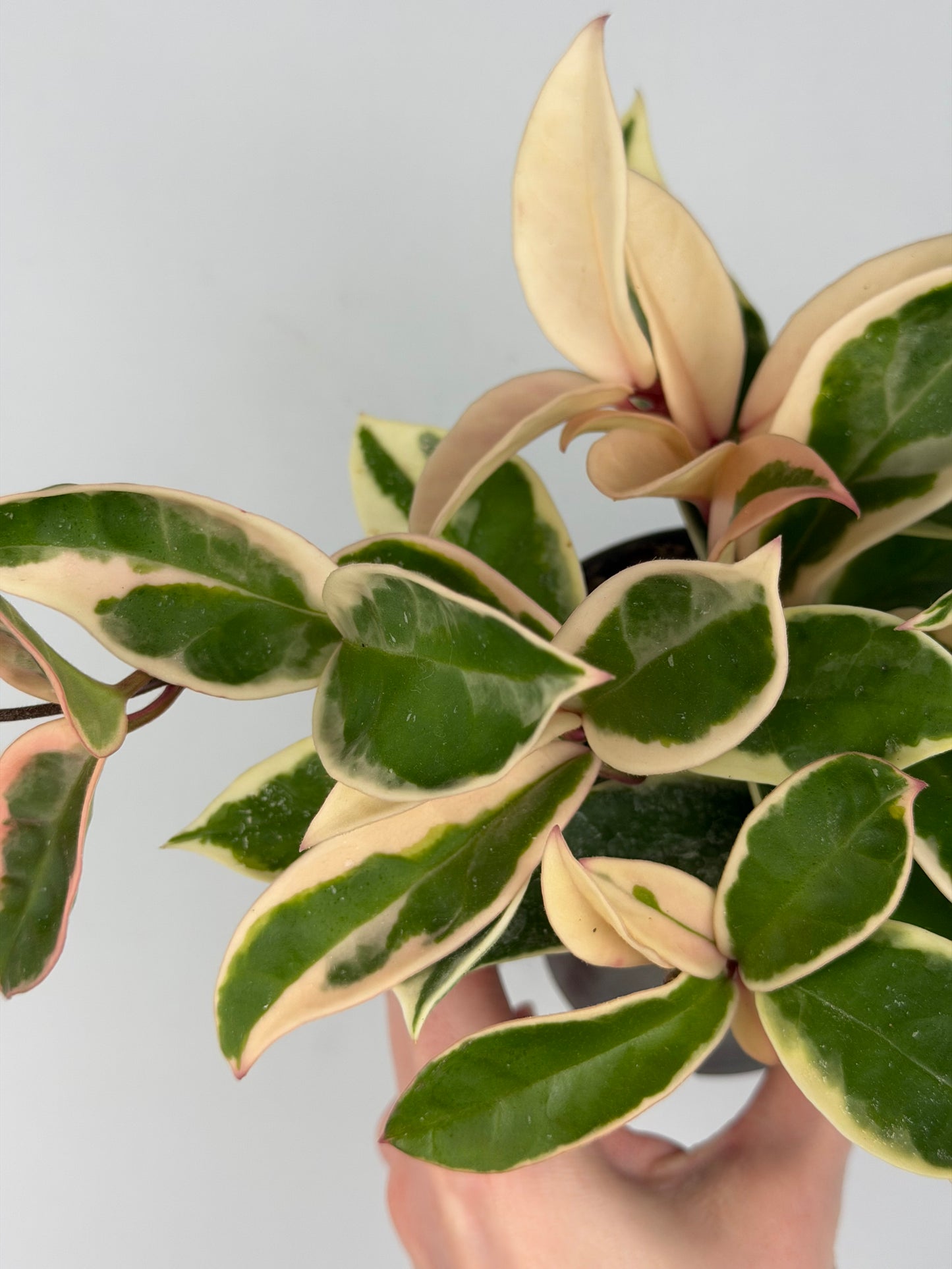 Hoya Carnosa Krimson Queen Hoya Tropical Corner