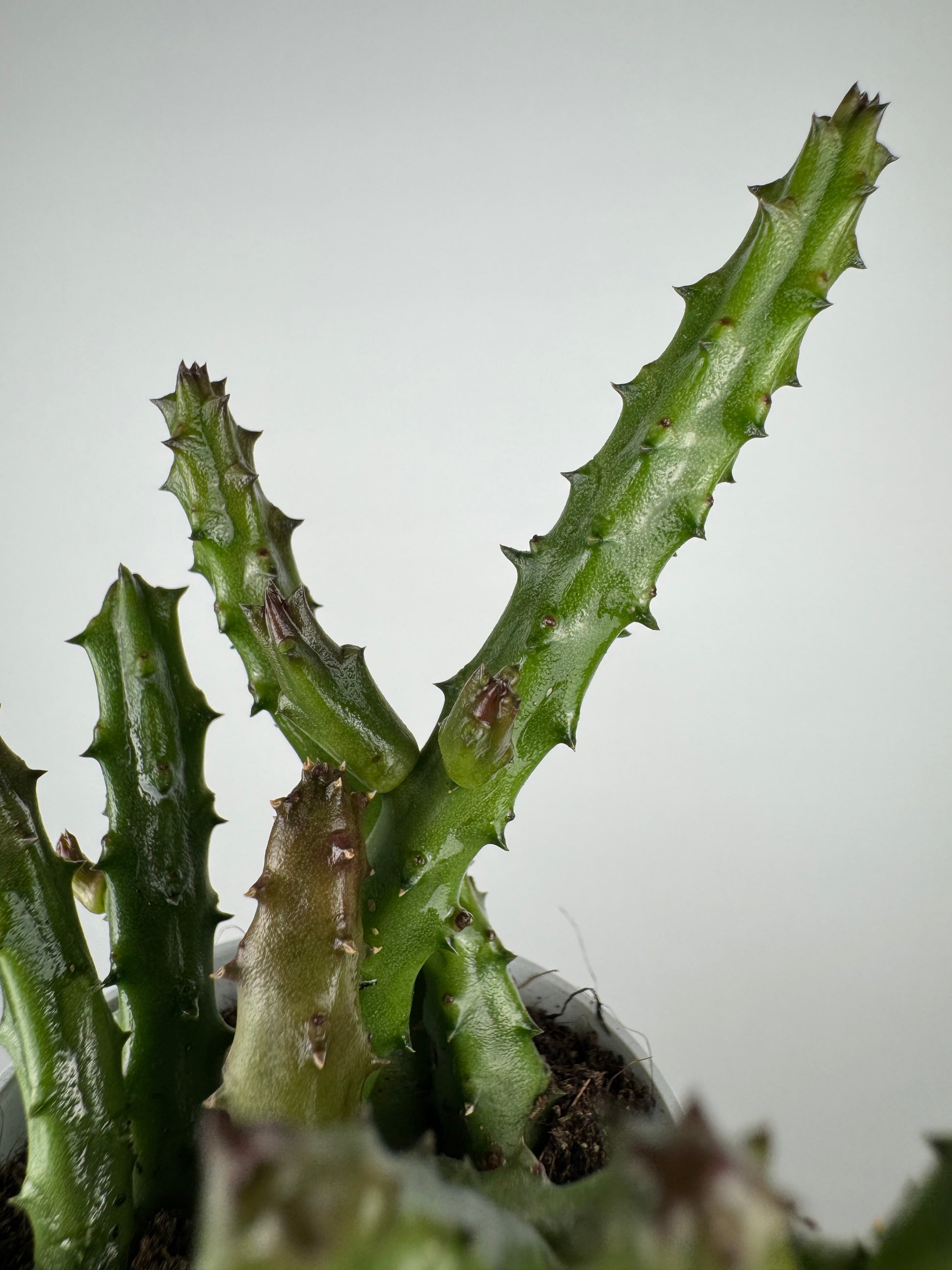 Stapelia Huernia Pendurata