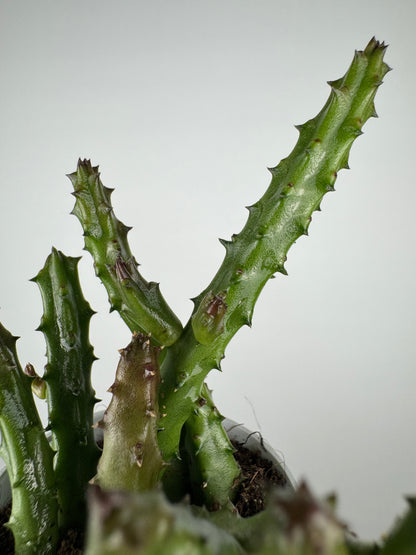 Stapelia Huernia Pendurata
