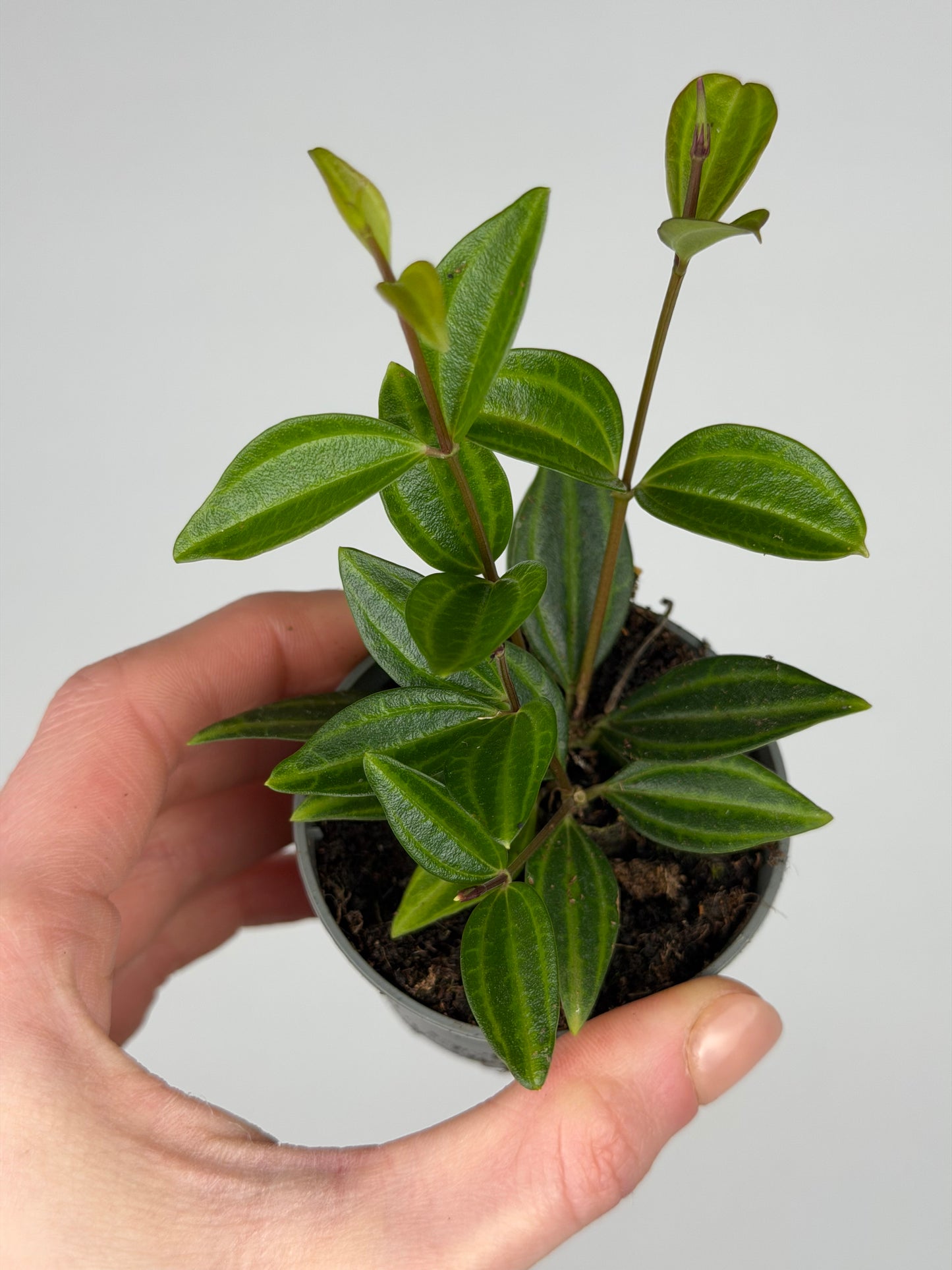 Peperomia 'Stripes' Peperomia Tropical Corner