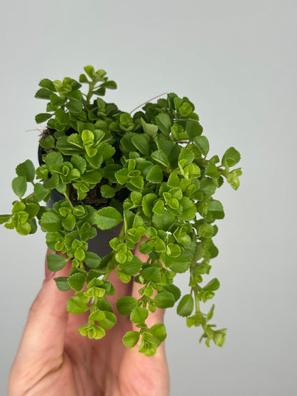 Pilea Depressa 'Sao Paulo'