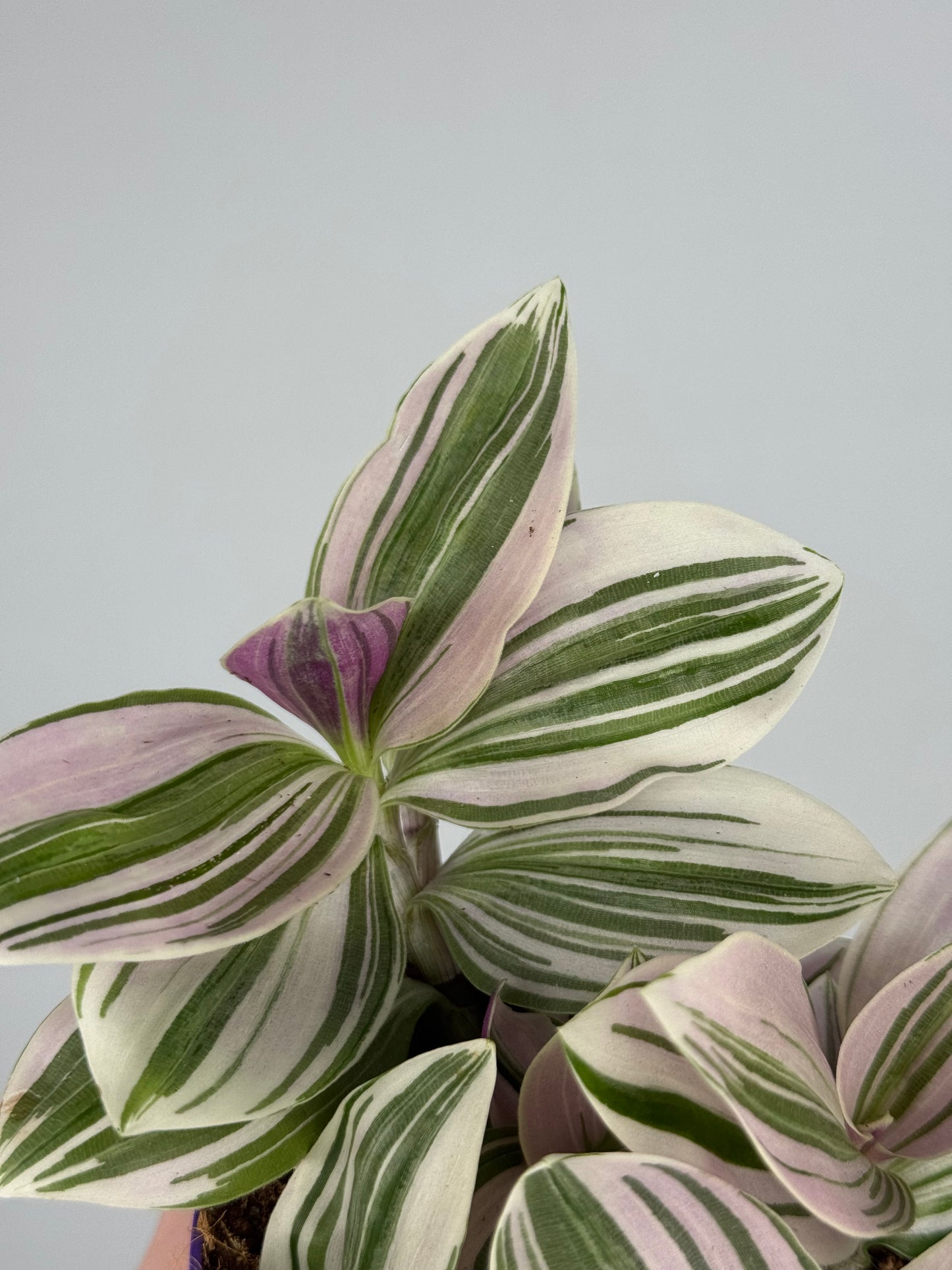 Tradescantia Unicorn