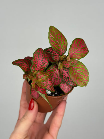Fittonia “Skeleton”