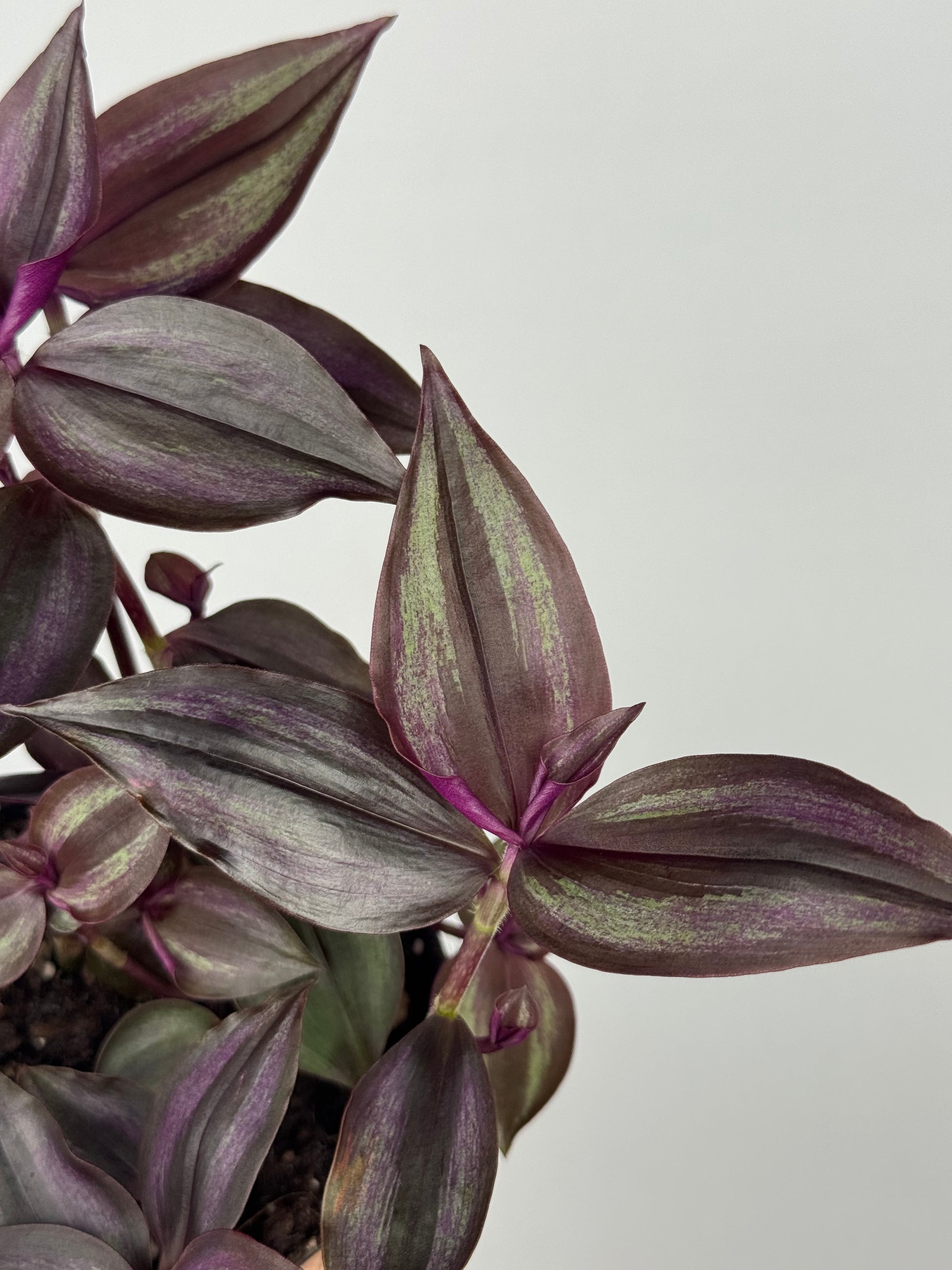 Tradescantia Burgundy