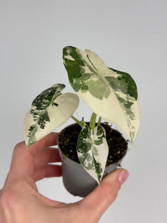 Alocasia micholitziana 'Frydek' Variegata