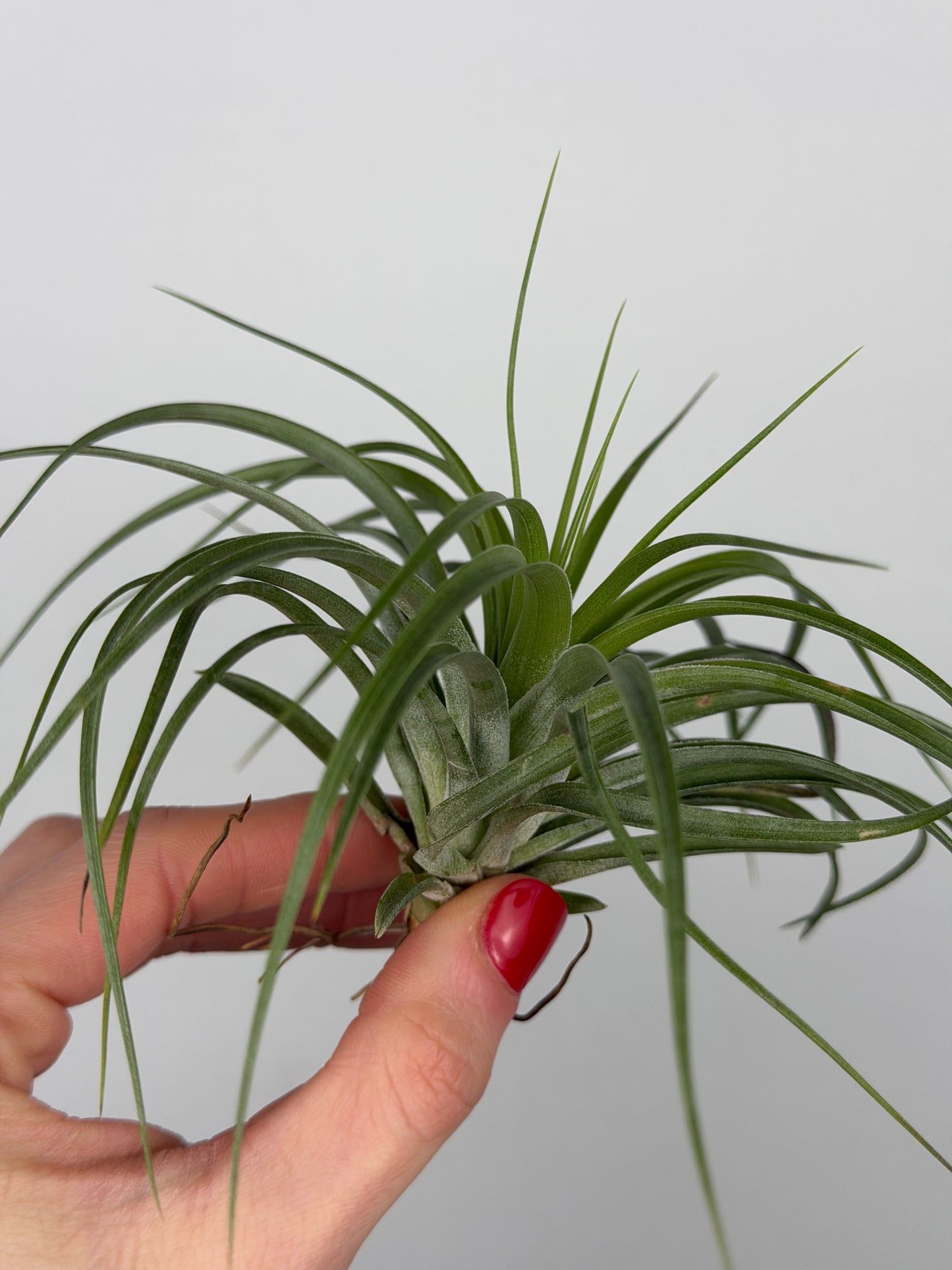 Tillandsia Brachycaulos Tillandsia Tropical Corner