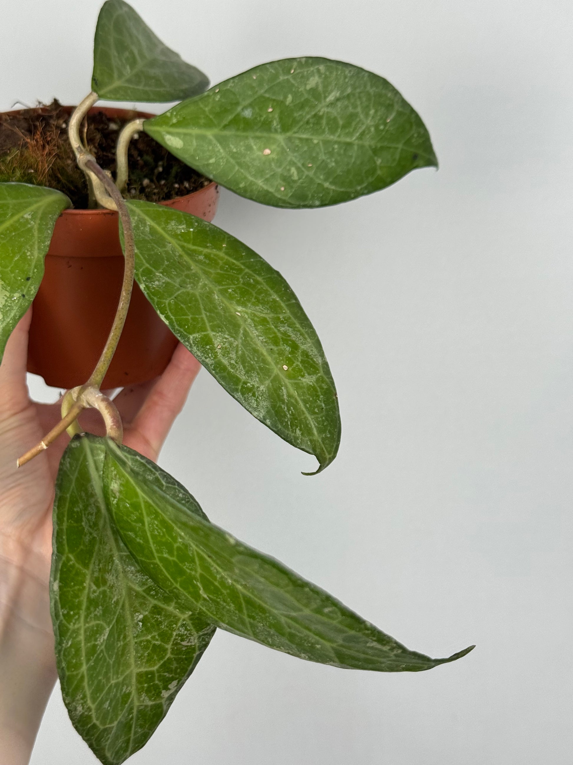 Hoya Verticillata “Wayang Splash”