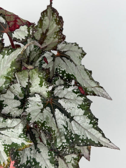 Begonia 'Sumatra Green'