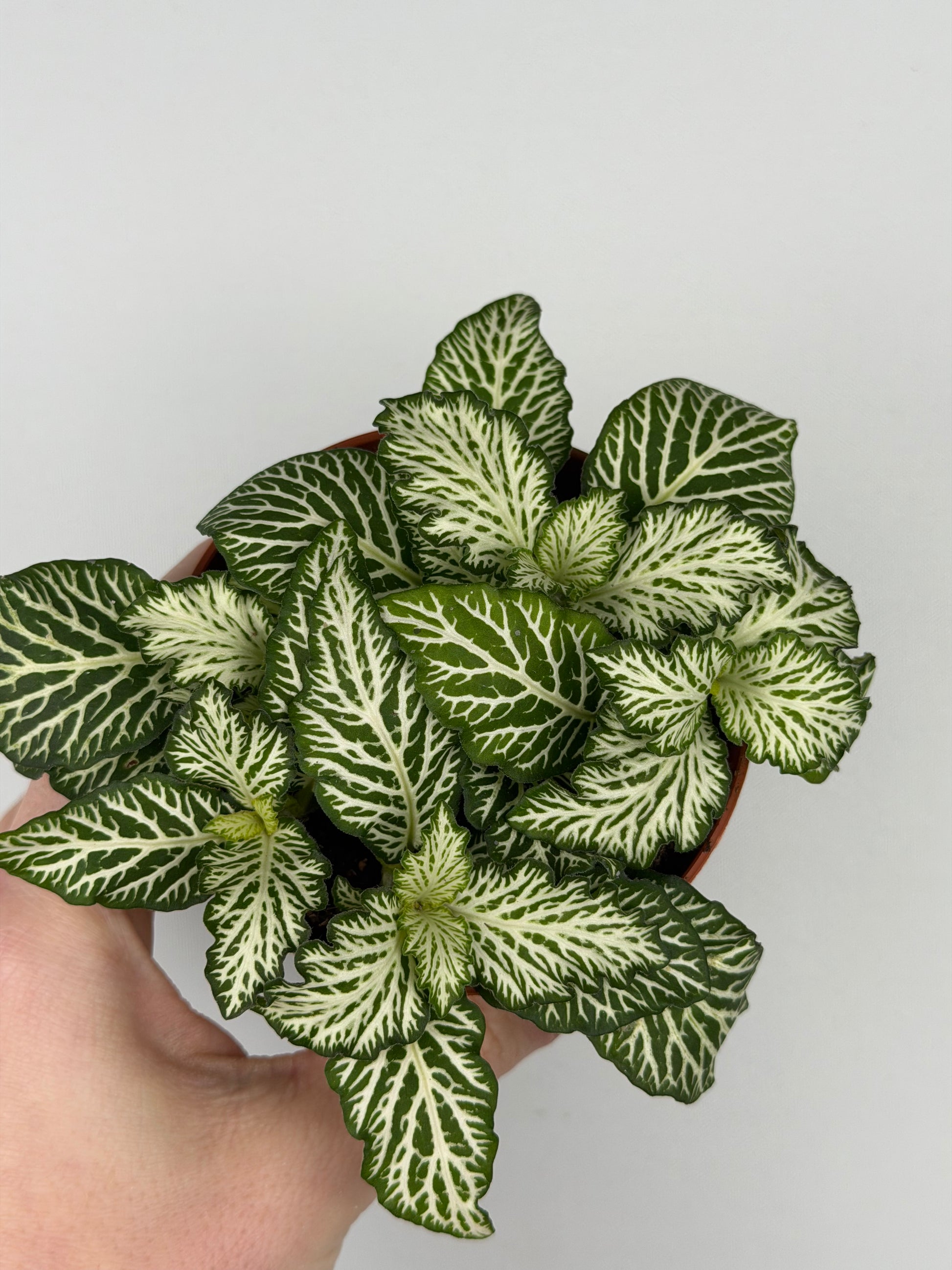 Fittonia 'Snow Anne'