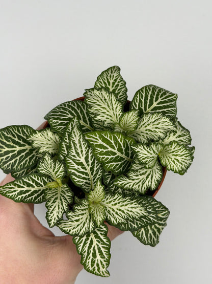 Fittonia 'Snow Anne'