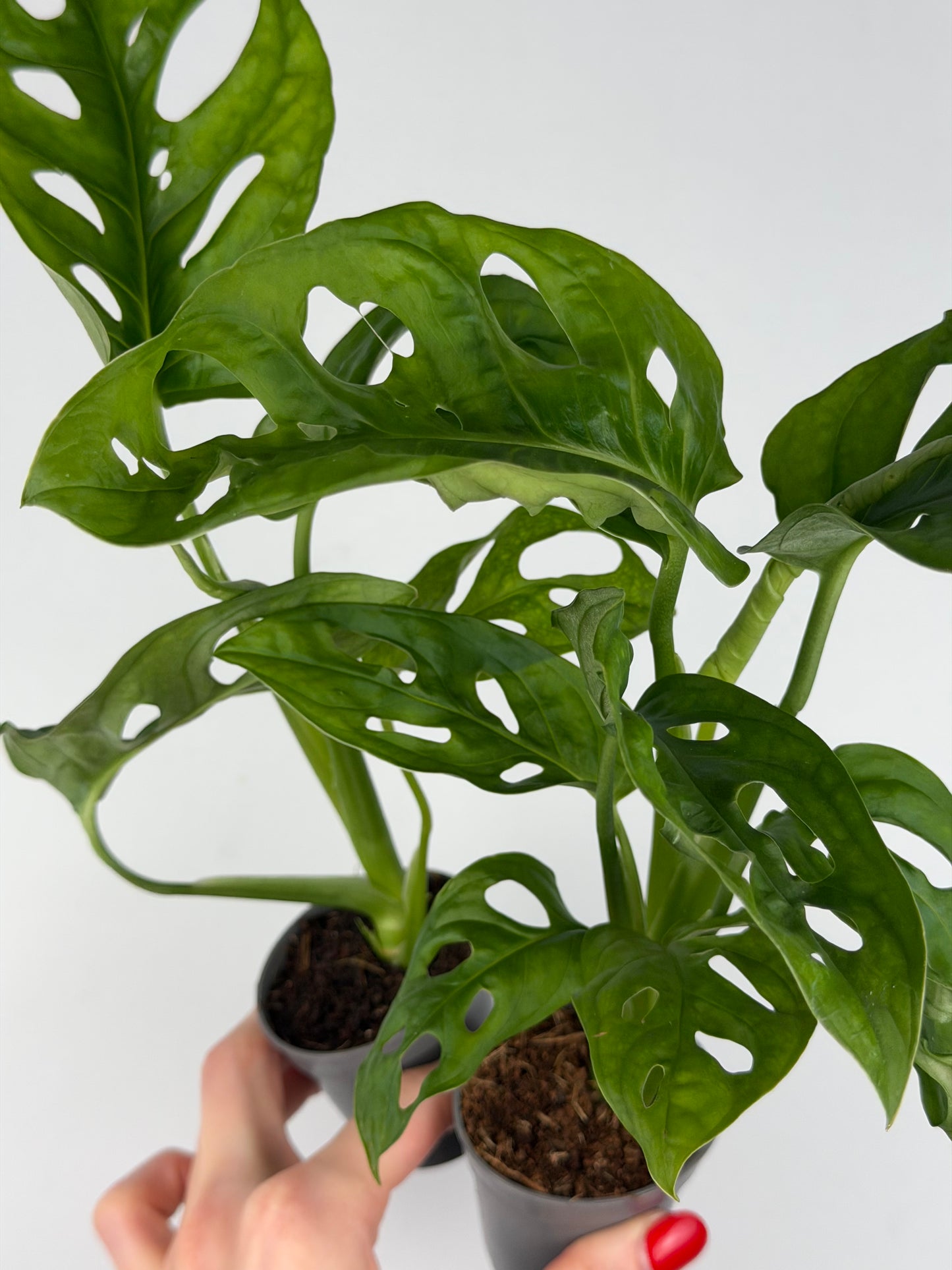 Monstera Adansonii 'Monkey Mask' Monstera Tropical Corner