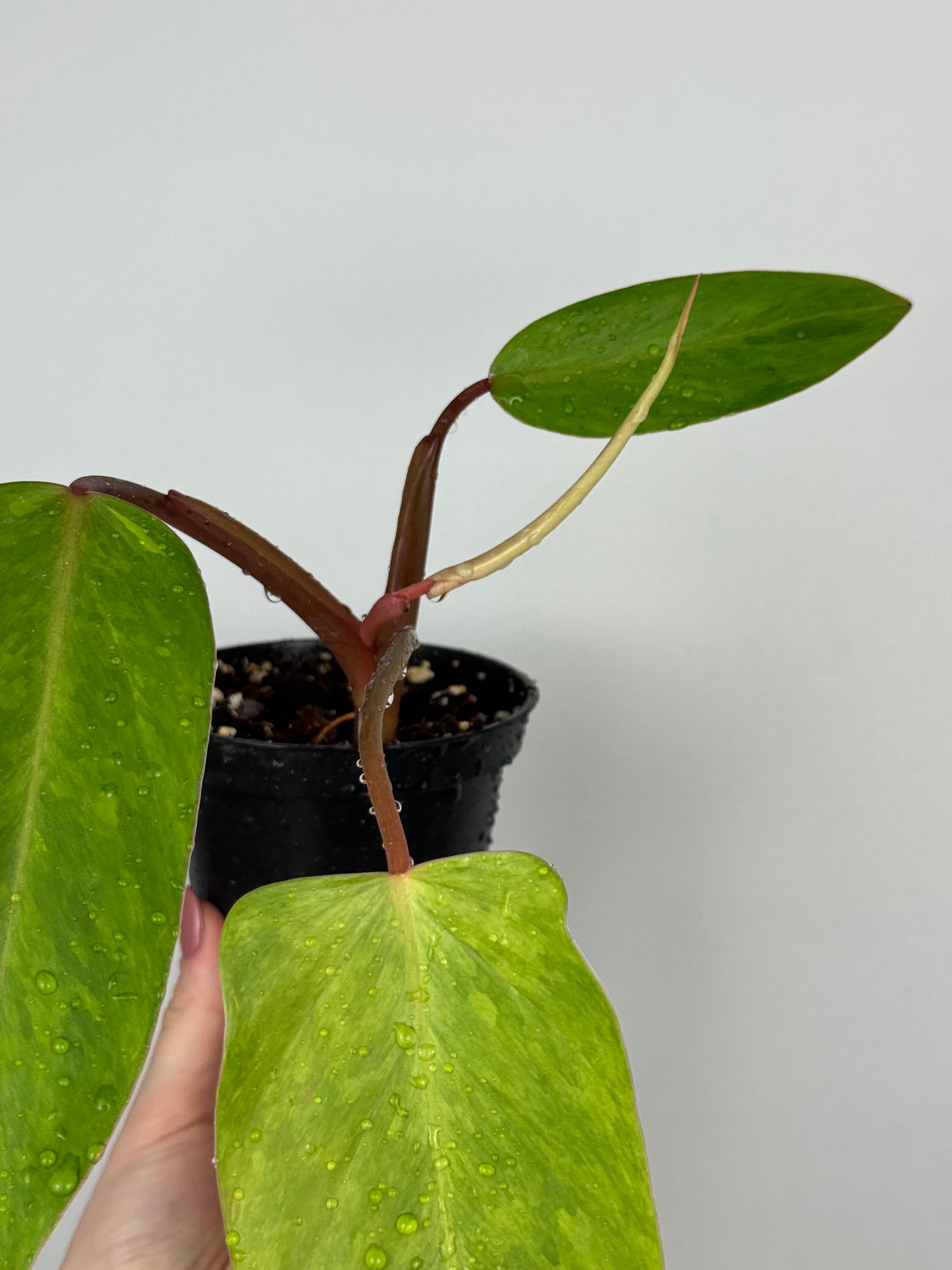 Philodendron Painted Lady | Jamie