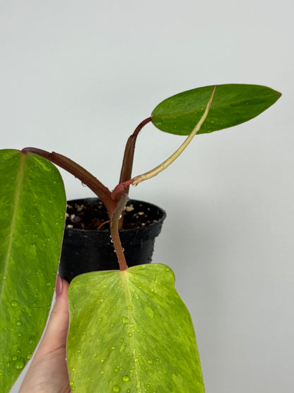 Philodendron Painted Lady | Jamie