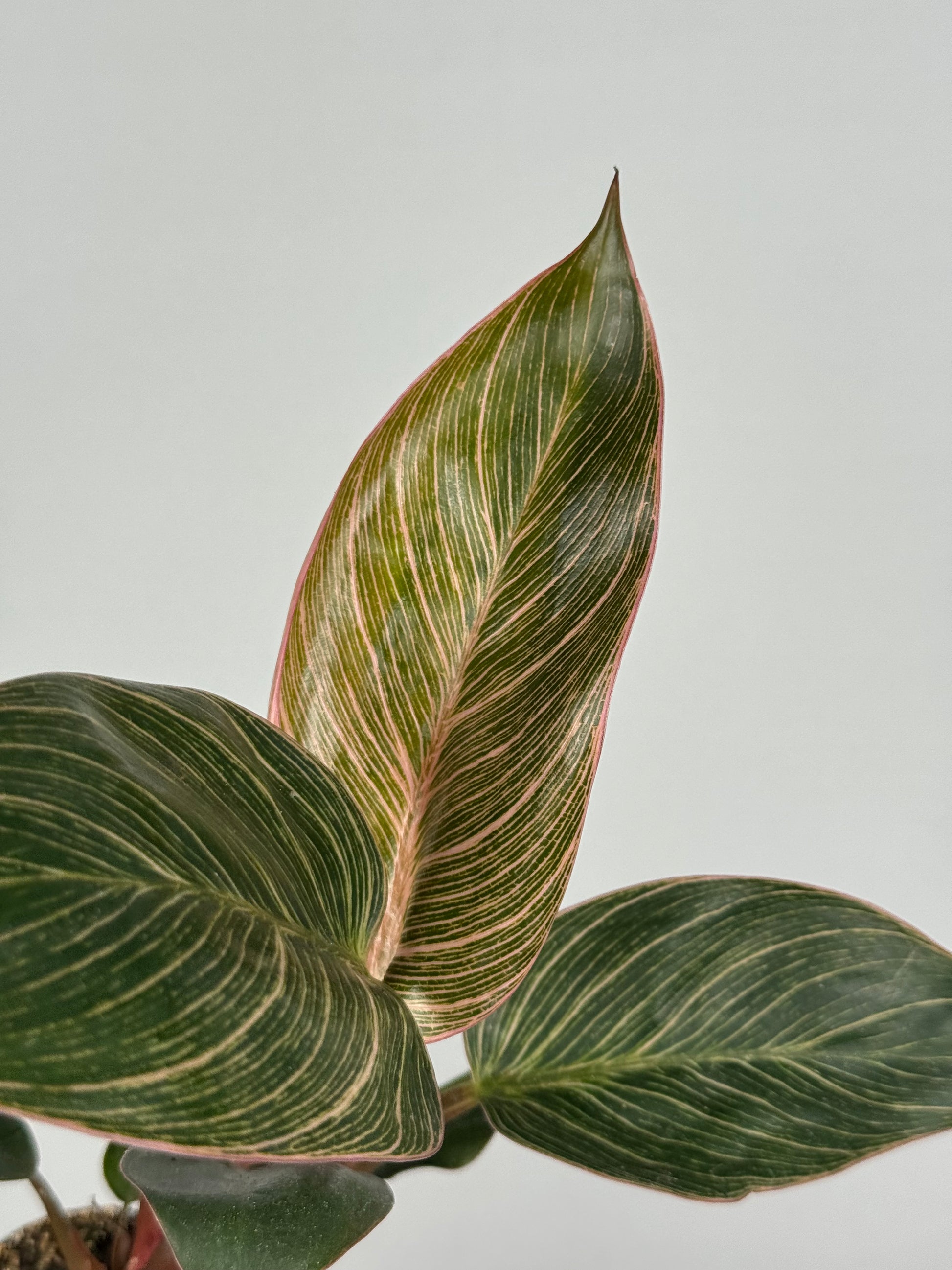 Philodendron Pink Bikini