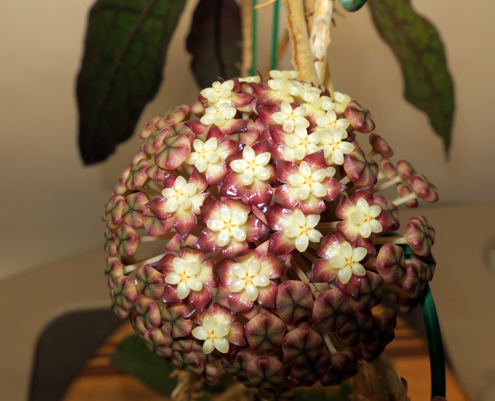 Hoya Clemensiorum Sumatra – Tropical Corner
