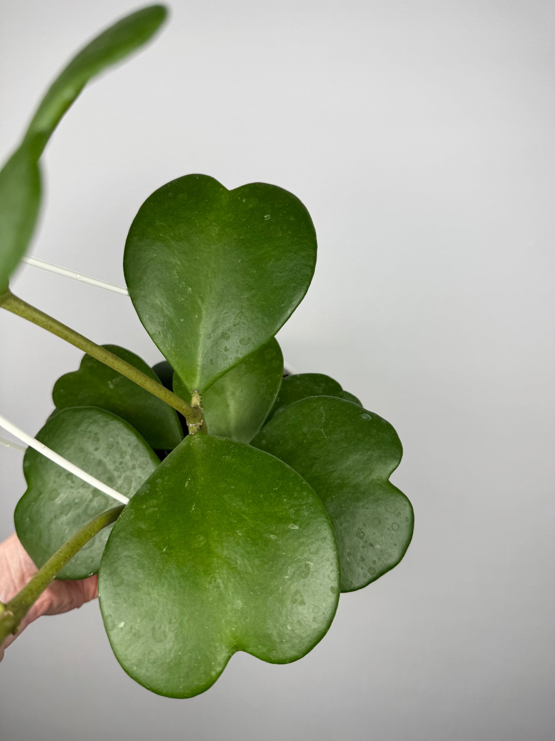 Hoya Kerrii