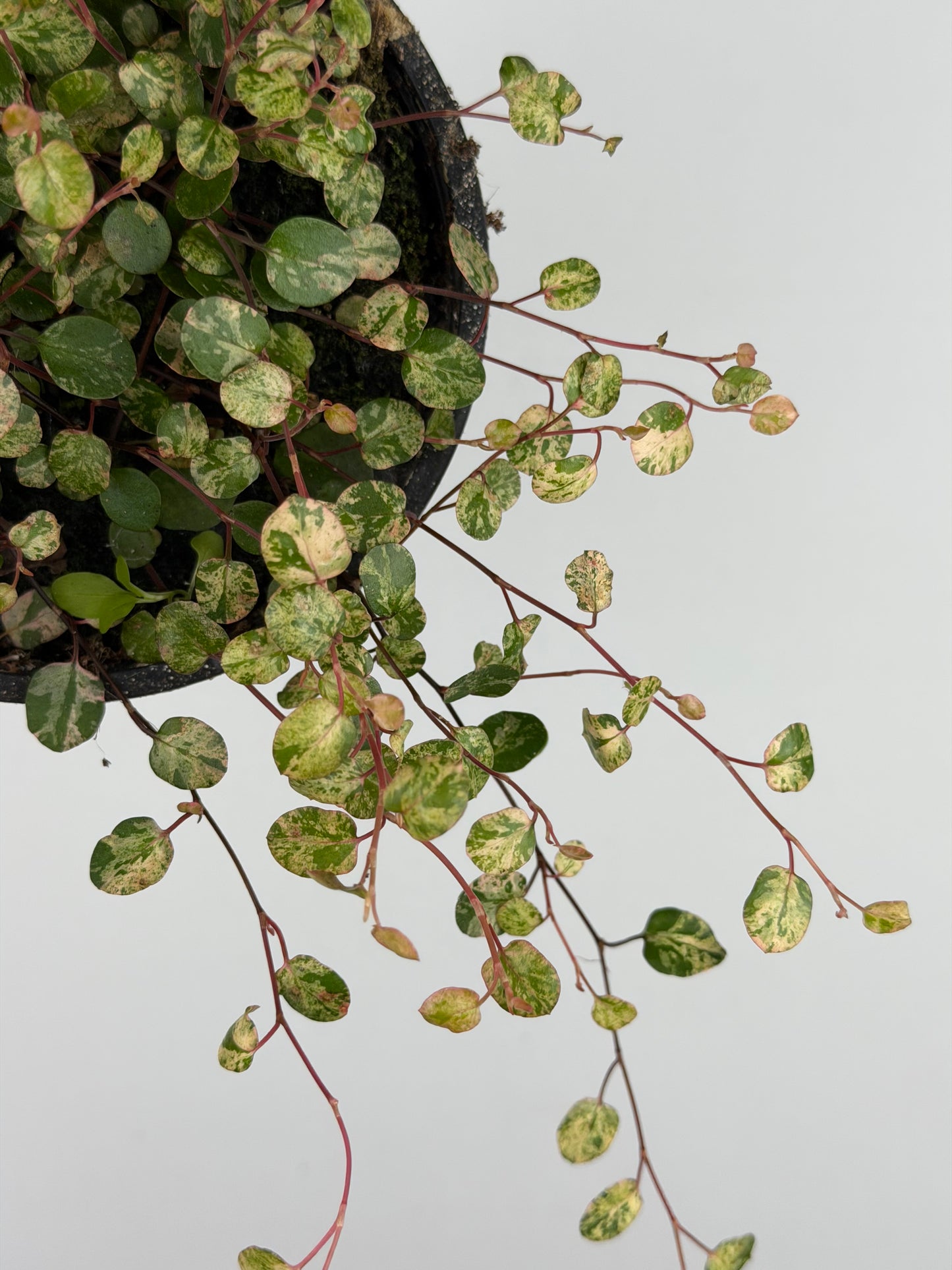 Muehlenbeckia complexa Mao'ri 'Pink Camouflage'