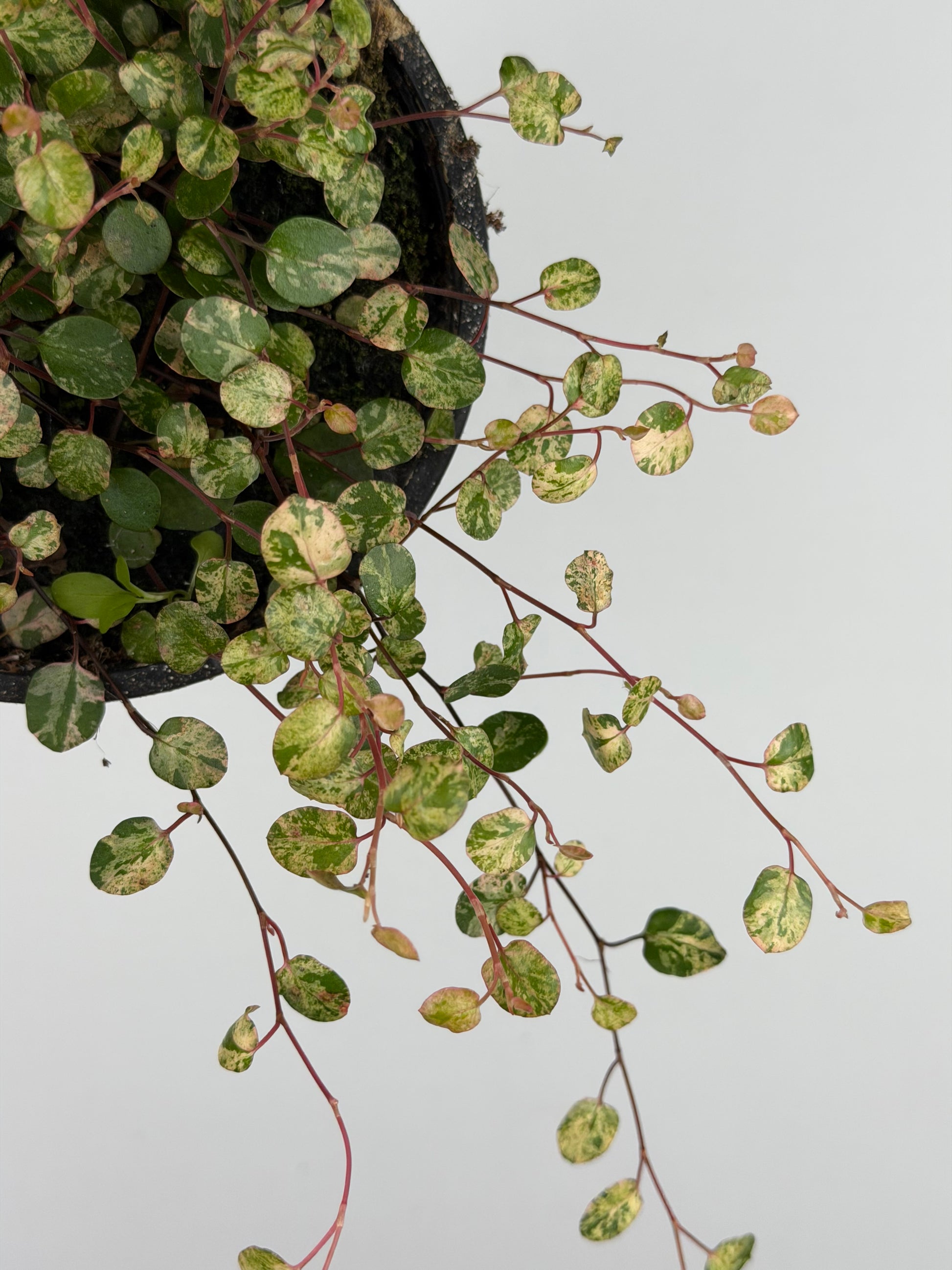 Muehlenbeckia complexa Mao'ri 'Pink Camouflage'