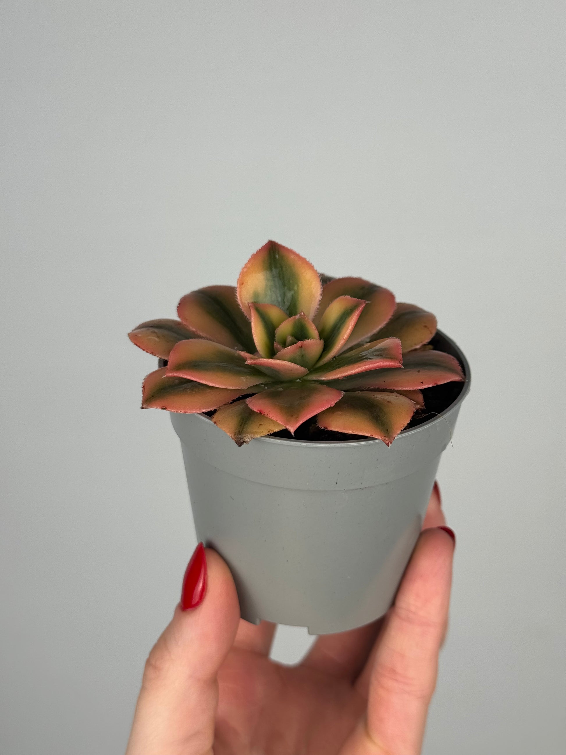 Aeonium Haworthii “Kiwi”