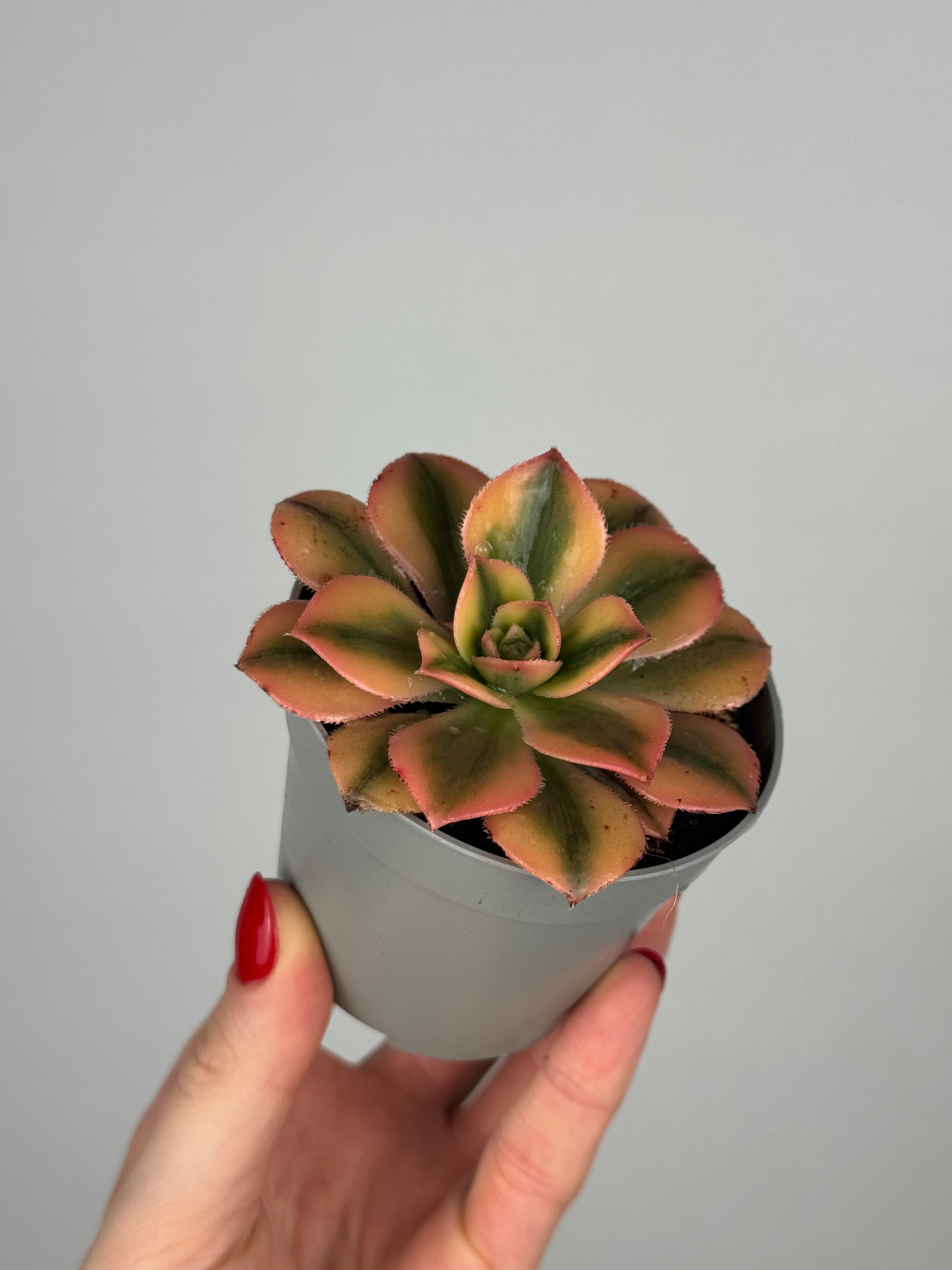 Aeonium Haworthii “Kiwi”