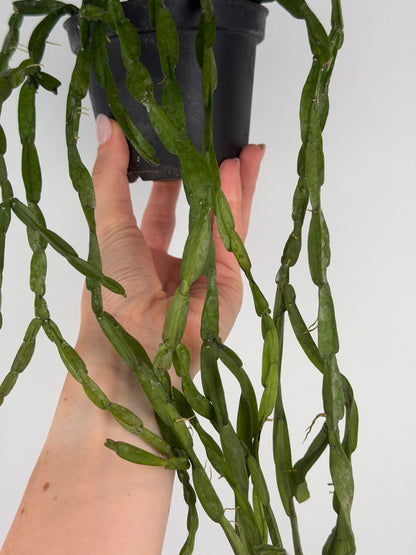 Rhipsalis Paradoxa Tropical Corner